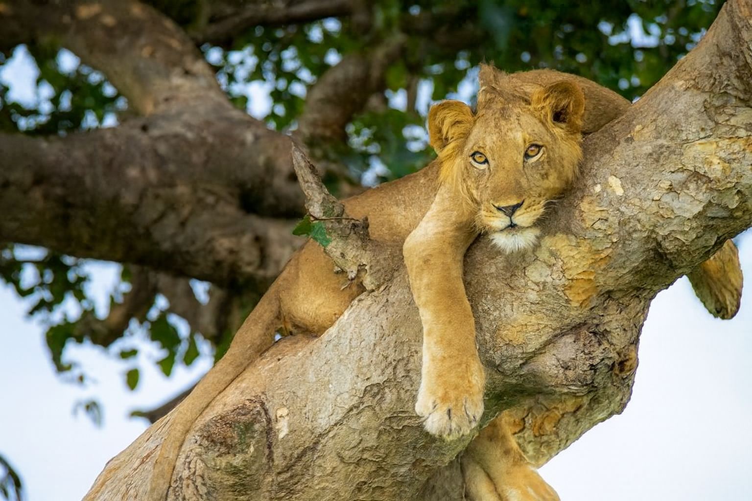 Top Wildlife Safari Experiences in Uganda